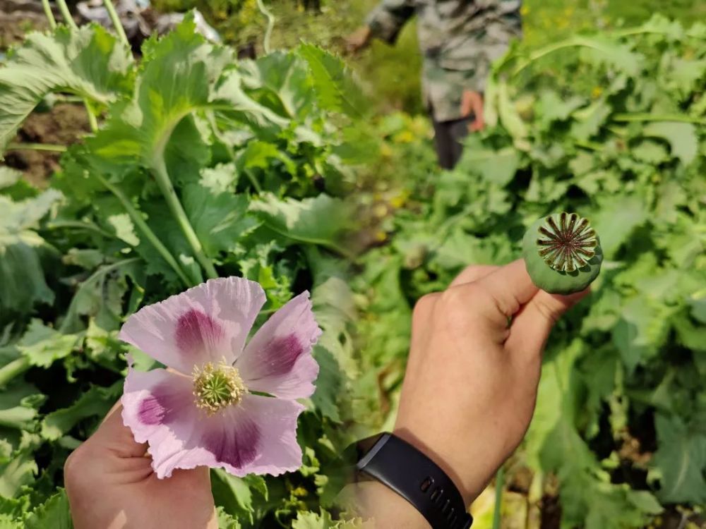 谁种的 三明一荒地惊现罂粟花 腾讯新闻