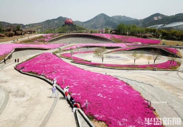 北京芝樱花海图片