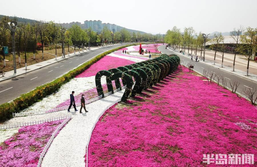 北京芝樱花海图片