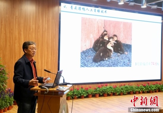 北京动物园副园长张成林讲解青头潜鸭人工繁育技术.