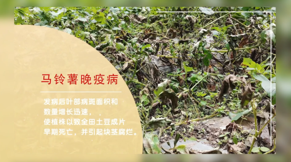 问您所马铃薯毁灭性病害如何防治