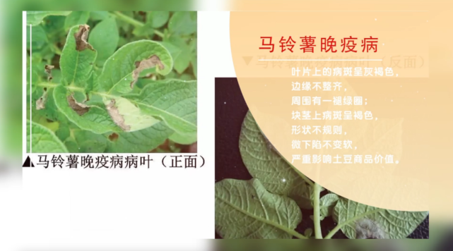 " |马铃薯"毁灭性"病害如何防治?