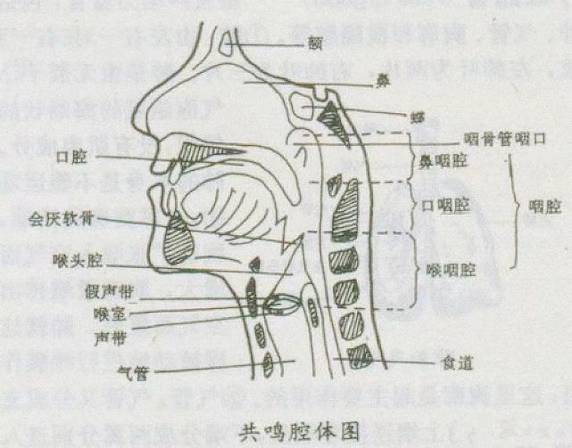 快來看看共鳴腔用對了嗎(附練習方法與資料)