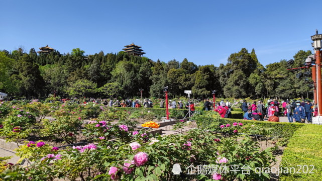 牡丹進入盛花期景山公園呈現打卡熱潮