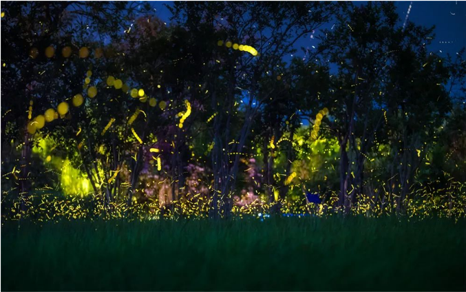 好梦幻西双版纳萤火之森进入最佳观赏期
