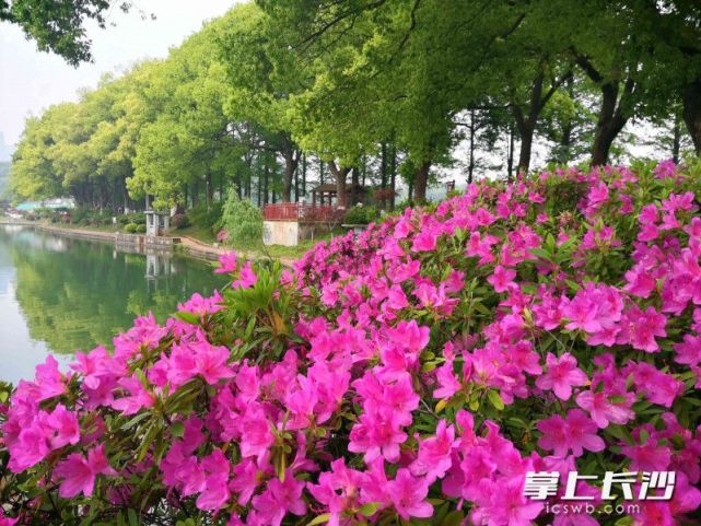 蜜蜂在采蜜,市民在赏花……22日,记者在湖南烈士公园年嘉湖畔看到,沿