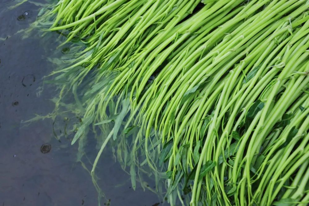 国家地理标志产品:博白蕹菜 水中青龙_腾讯新闻