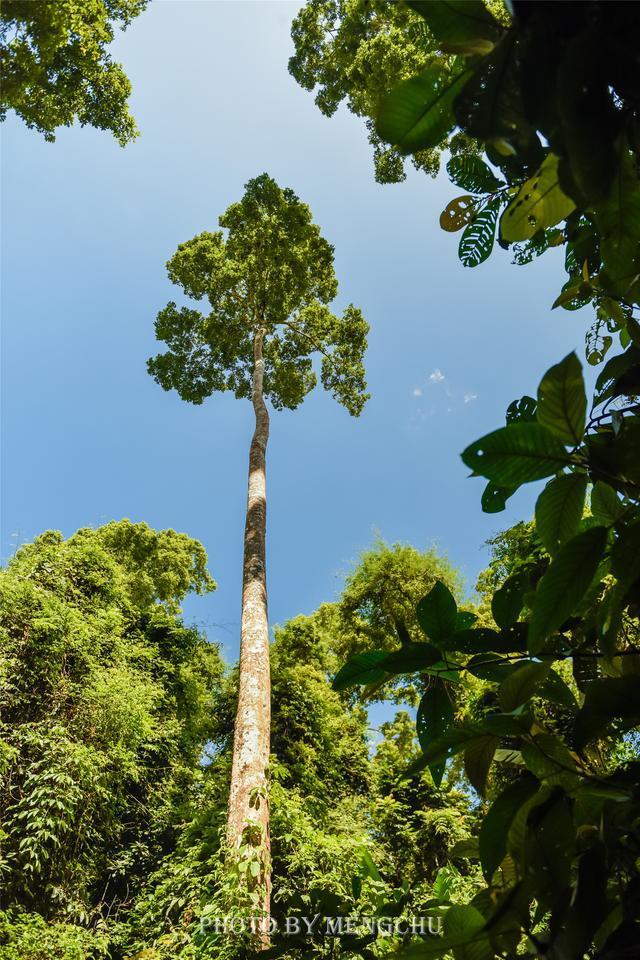 中国最高的树在哪里?惊心动魄的热带雨林,在60米高的树冠上行走
