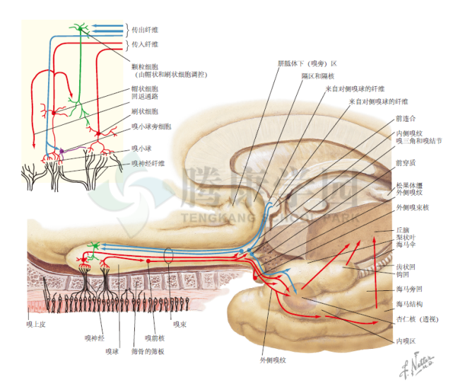 神经解剖学