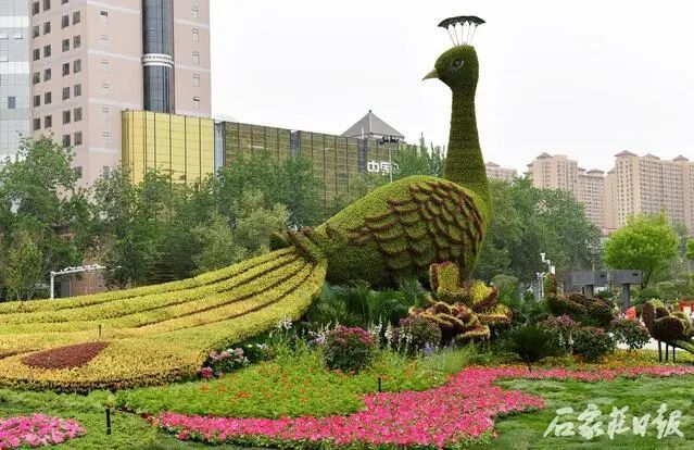 惊艳巨型孔雀造型花坛亮相石家庄