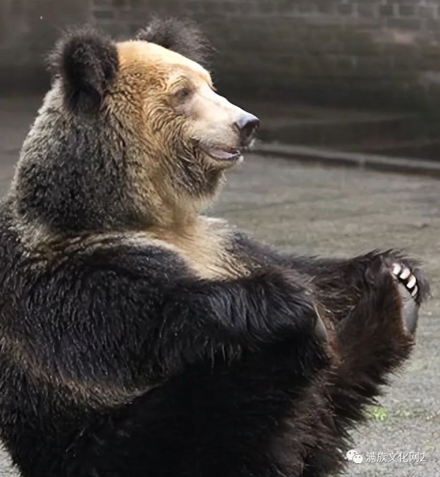 青海牧民为何对马熊无奈因为牧民教出了马熊对付人类的智慧