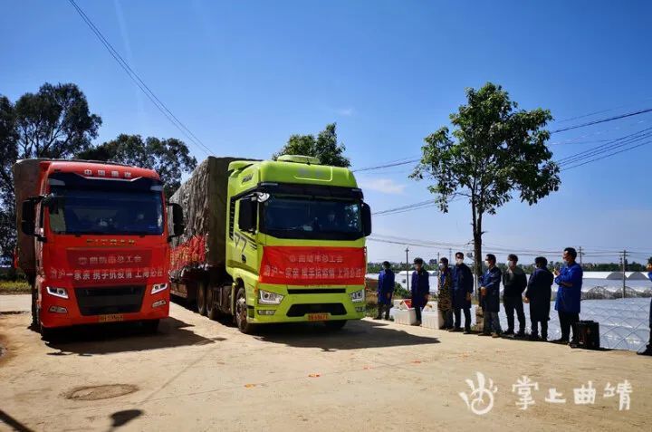 曲靖市总工会捐赠50吨新鲜蔬菜支援上海