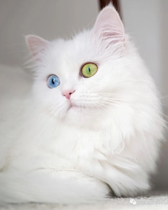 mia今年1岁8个月大,是一只波斯猫,平时喜欢金枪鱼,喜欢新玩具,也喜欢