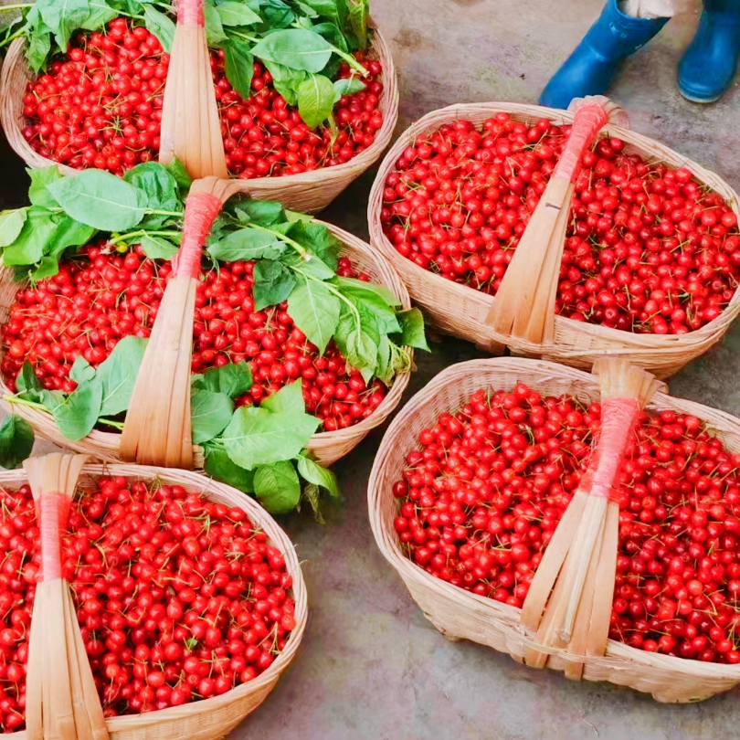 织金县猫场镇远眺青山万绿丛近睹樱桃分外红