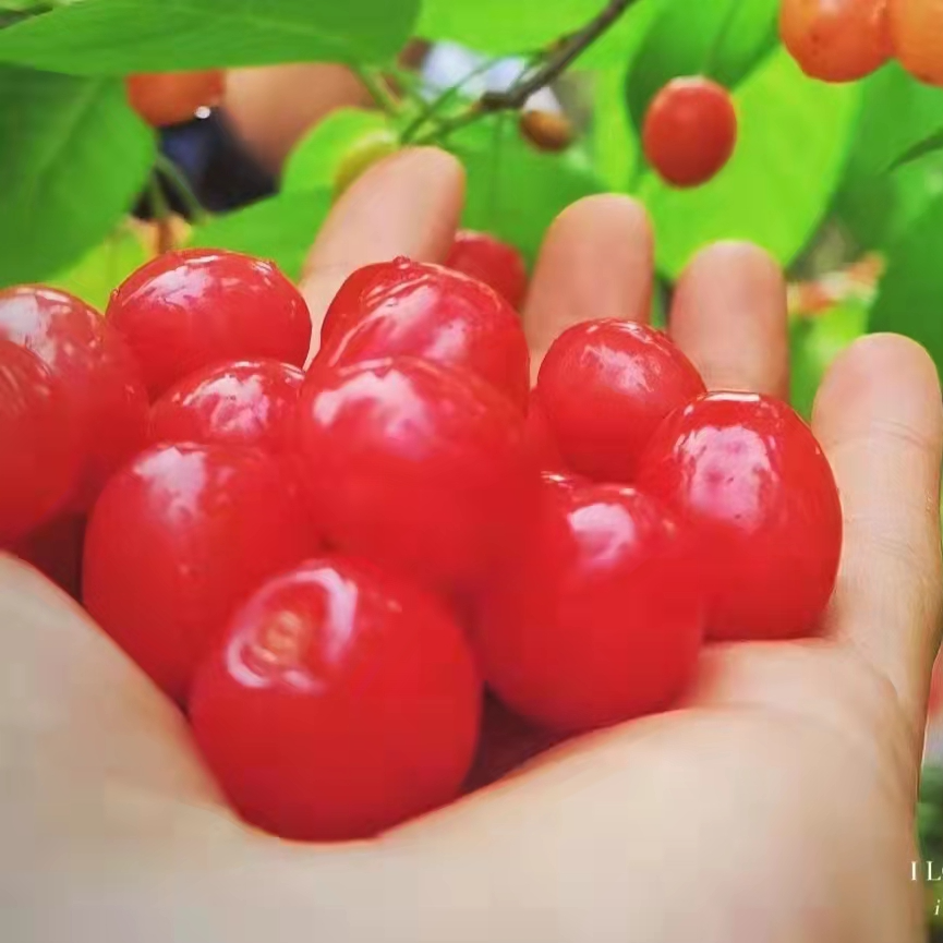 织金县猫场镇:远眺青山万绿丛,近睹樱桃分外红_腾讯新闻