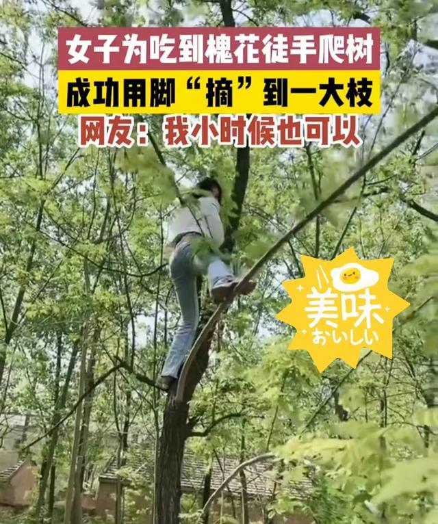 女子徒手爬树摘槐花全程轻松如履平地网友突然有点馋了