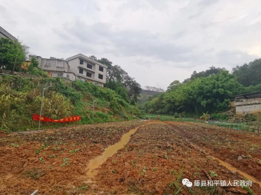 藤縣和平鎮開展違法佔用耕地建設專項整治行動