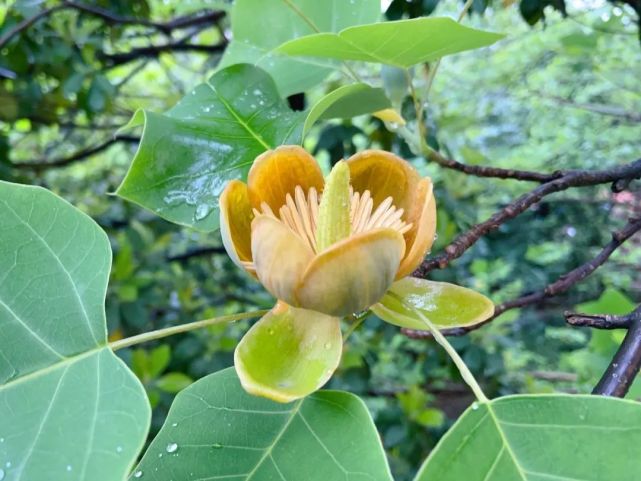 【穀雨】鵝掌楸為何又名馬褂木?