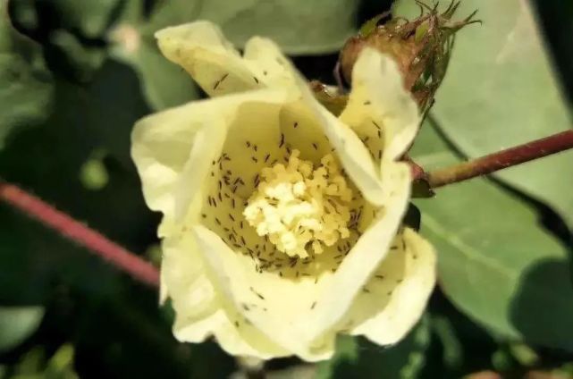 出苗后棉蓟马的防治措施