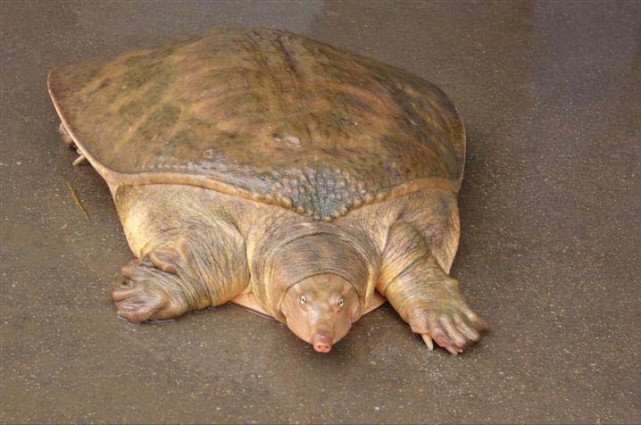 重40公斤的巨型鳖入侵黄河水域一年长5斤肉它会泛滥吗