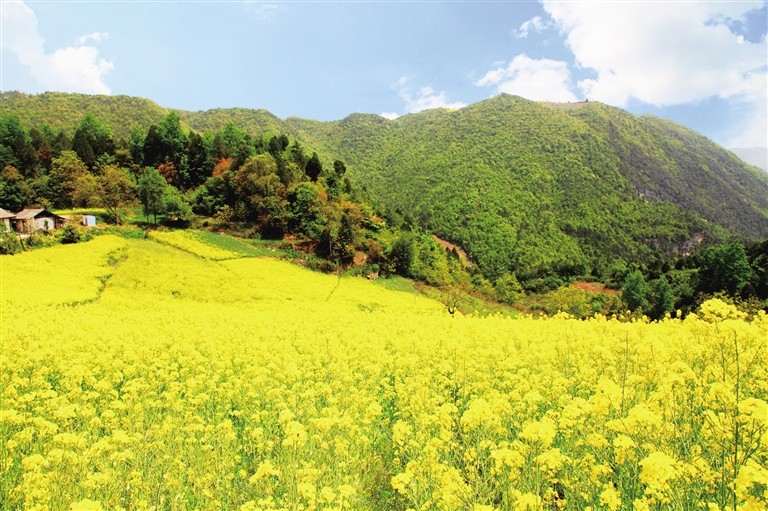 徽县大河店镇5000亩高山油菜花花开正艳