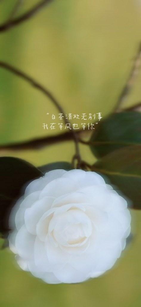 壁纸|遇见 白山茶