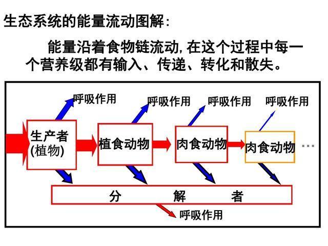系统不同层级之间的流动,而物质在生态系统中的流动,是以能量互相转化
