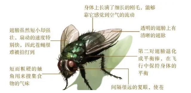四川一女子拍下苍蝇端下自己的头还不停把玩是真是假