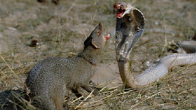 大连蛇岛要是闯入2只蛇獴2万蝮蛇什么反应专家猜猜谁会饿死