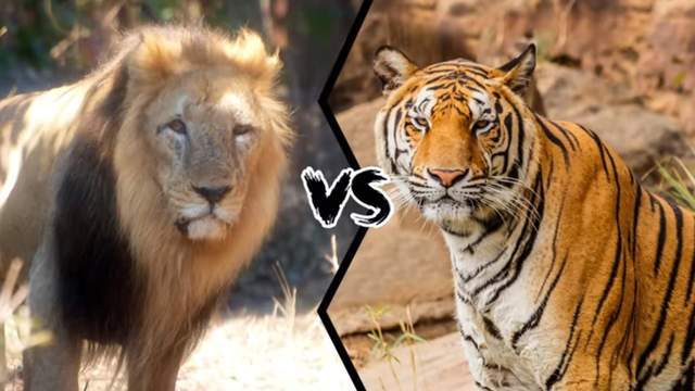亚洲狮vs孟加拉虎,谁才是真正的亚洲一哥?