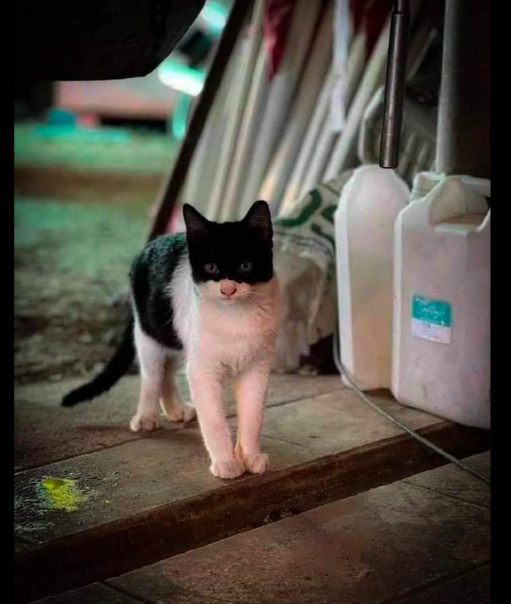 猫咪鼻子以上是黑色 而鼻子以下却是白色 这是戴了面具的佐罗 文通新闻网 有思想的网站