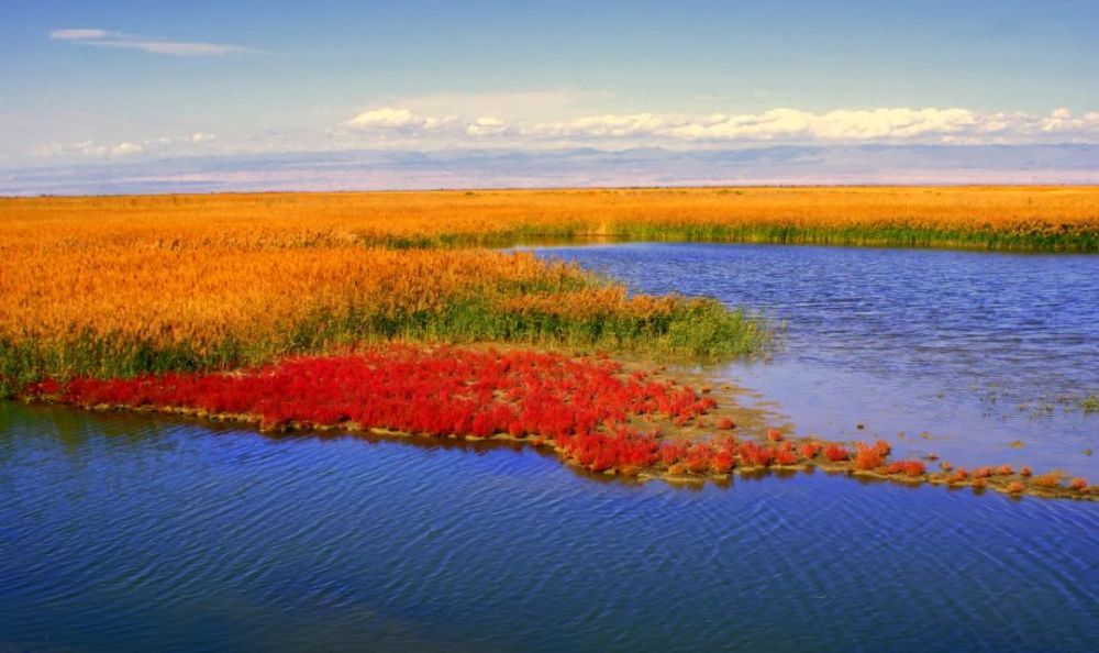 影像博州艾比湖芦苇一年四季不该错过的美