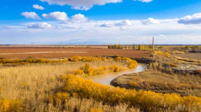 人多高婉转啼唱躲在芦苇地里它们常常为了躲避外界的打扰成了鸟儿们的