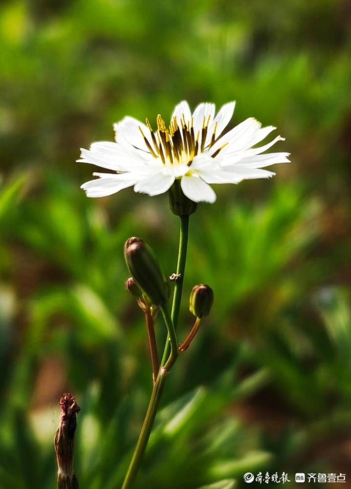 苦菜花什么样子图片