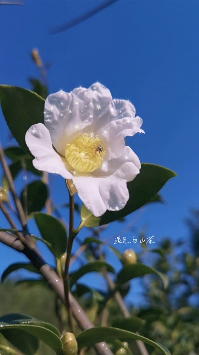 壁纸|遇见 白山茶