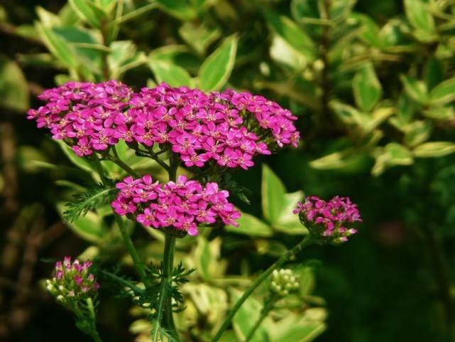 中药古今研究蓍草洋蓍草蓍实