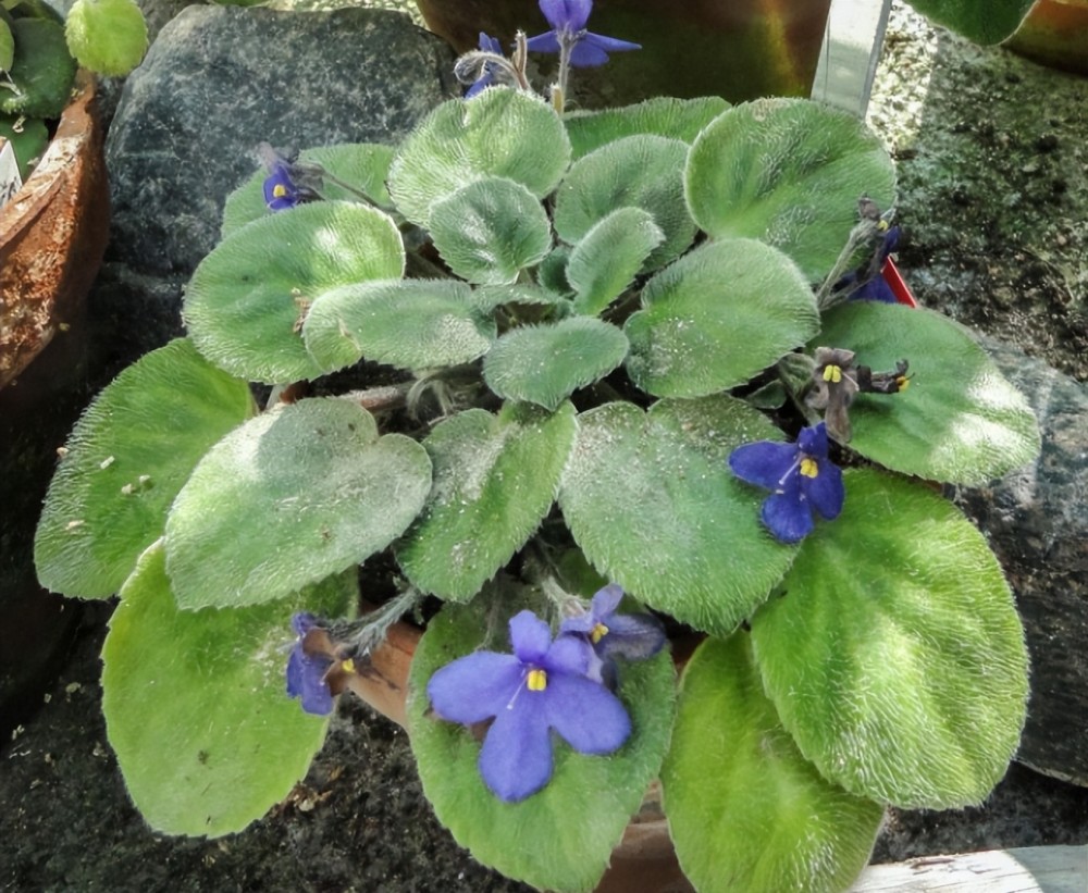 在室內半陰處養這種植物容易開花家裡可多養幾盆