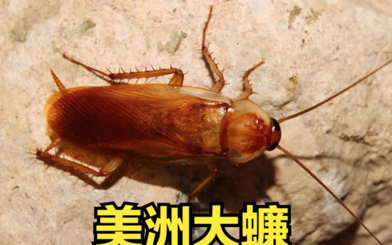 厦门发现新型入侵物种美洲大蠊数量超过2000只谁投放的