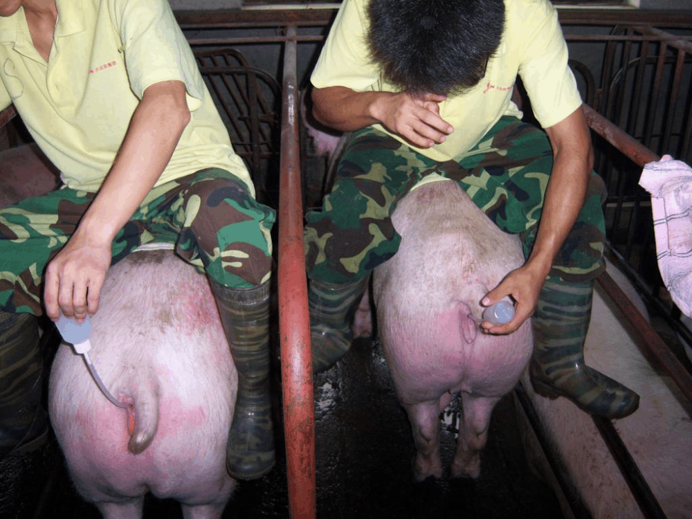 关于母猪配种的问答