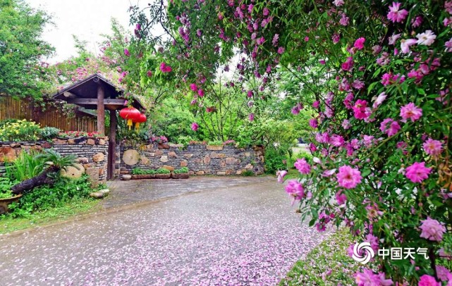 唯美江苏无锡鹅湖村玫瑰园雨后花瓣散落添诗意