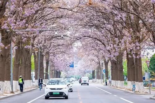 北京 繁花大道 火了 4月紫色花海正盛开 景色不输日本樱花 腾讯新闻