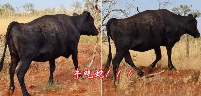 先有牛吃蛇,后有蛇吃牛,吃得牛怀疑人生,为何有这种怪异行为?