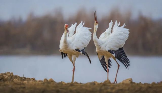 守护蓝天精灵共享美好家园亲近自然鹤你同在