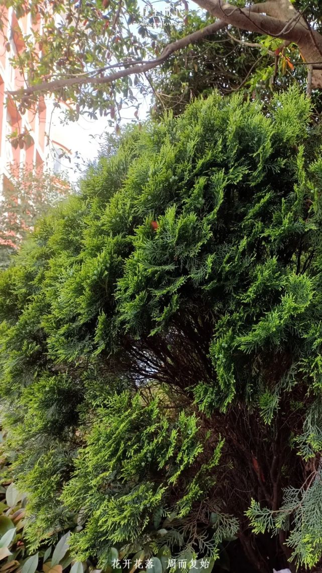 "侧柏"我这么文雅的树种,你竟然叫我给你治脱发?_腾讯新闻