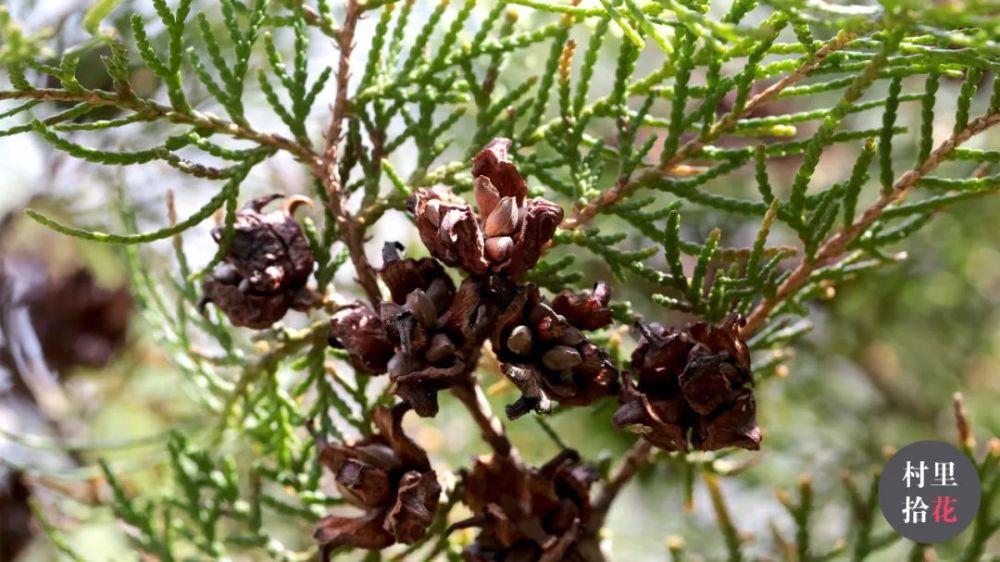 侧柏我这么文雅的树种你竟然叫我给你治脱发