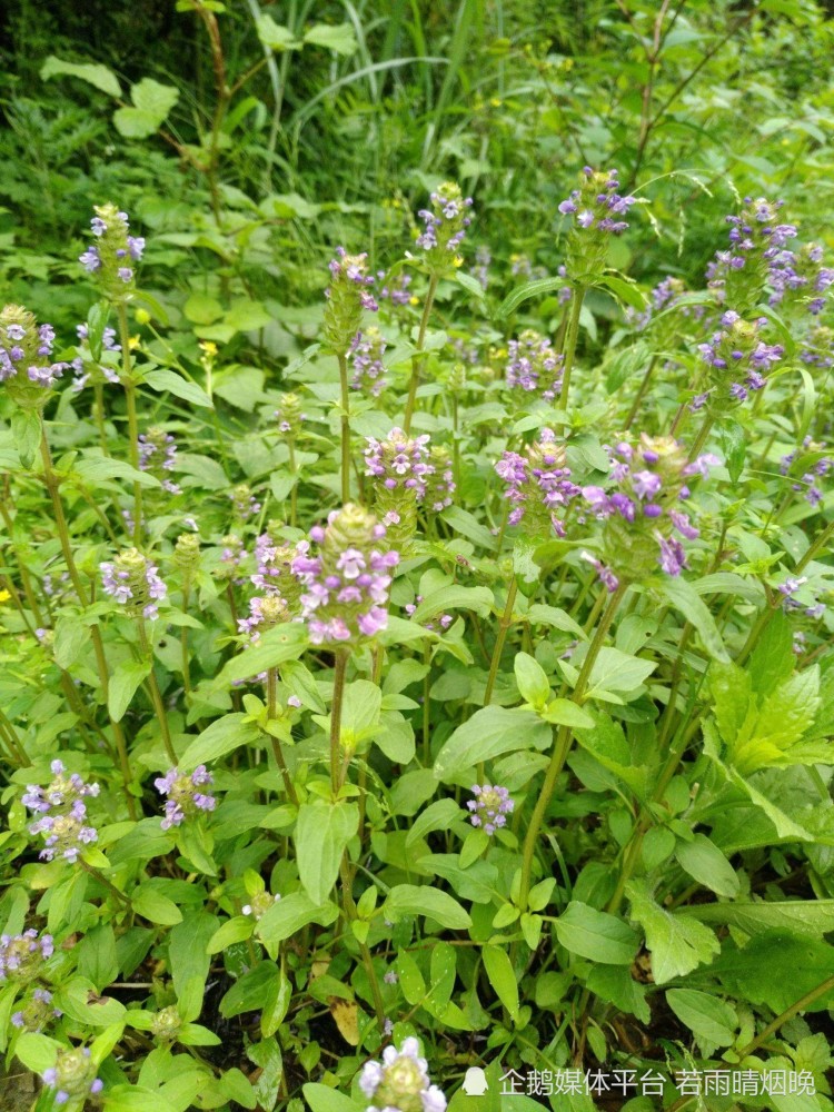 你平时吃野菜吗 给大家介绍6种常见野菜 腾讯新闻