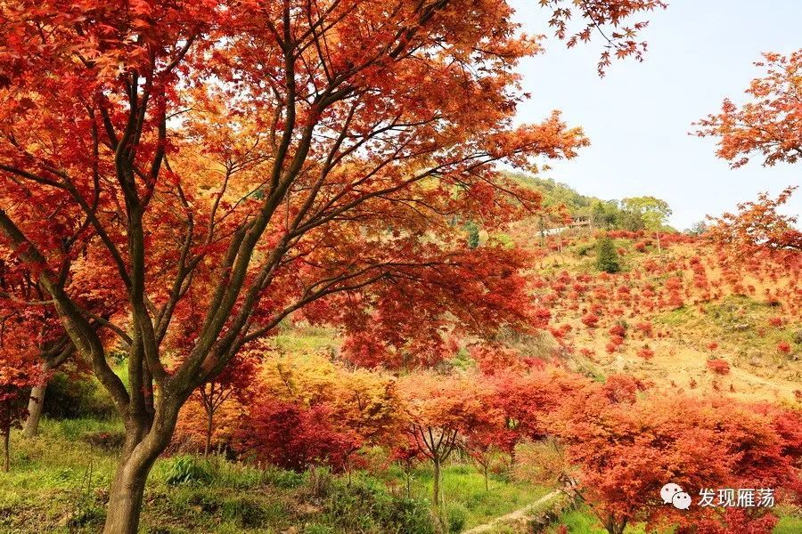 别样红(17【旅行导航】大荆镇·桐阳村·红叶园桐阳村·红叶园·卫星