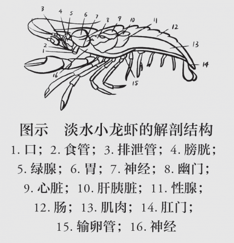 鳌虾神经系统手绘图图片