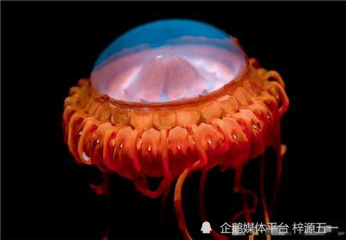 第九名,警报水母深海中会发光的生物,警报水母就是其中一种.