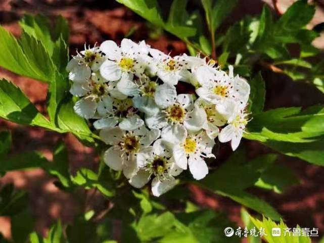 山楂花开,洁白如雪